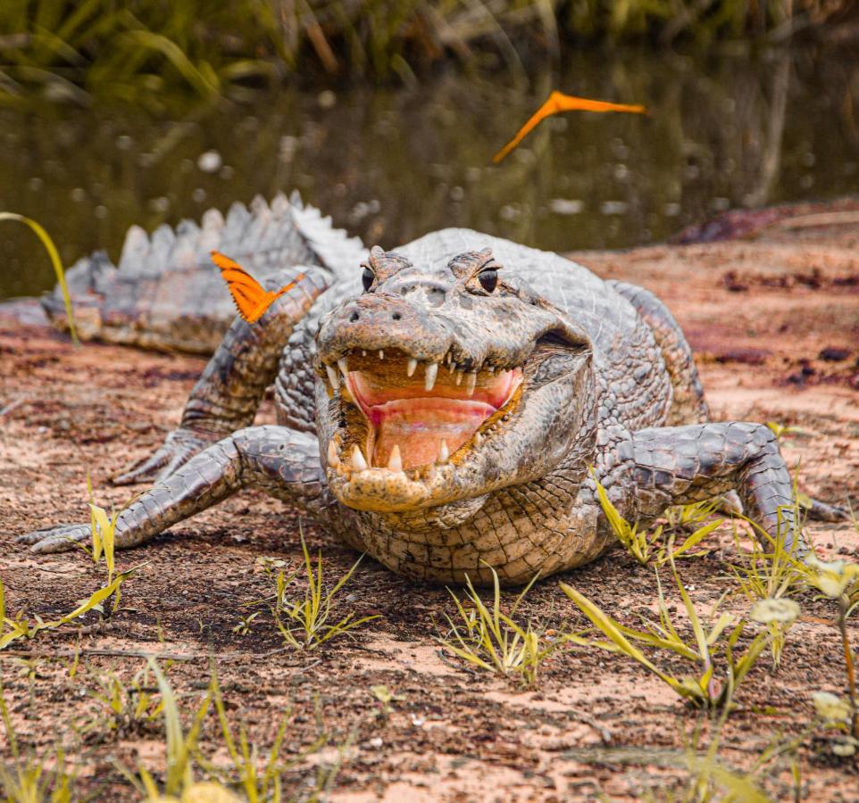 Farm stay Sao Joao - Estrada Parque Pantanal *