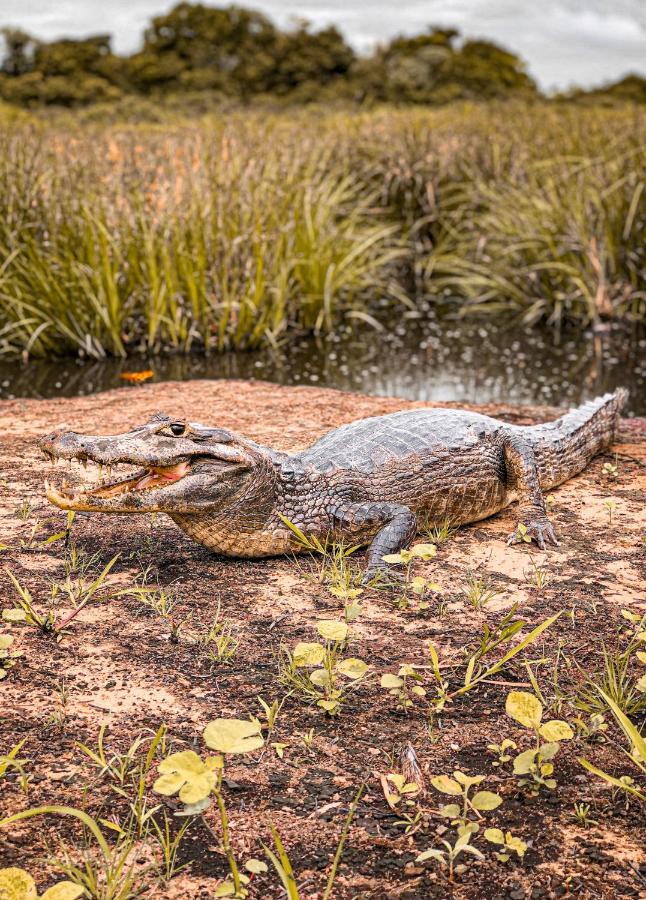 Farm stay Sao Joao - Estrada Parque Pantanal
