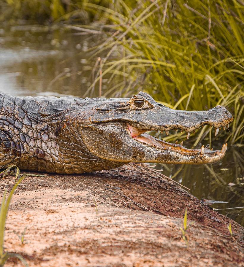 Sao Joao - Estrada Parque Pantanal 農家樂 Passo do Lontra