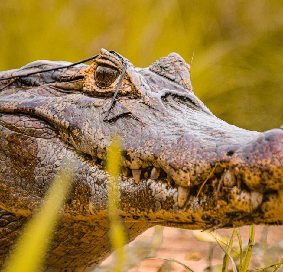 Sao Joao - Estrada Parque Pantanal 農家樂
