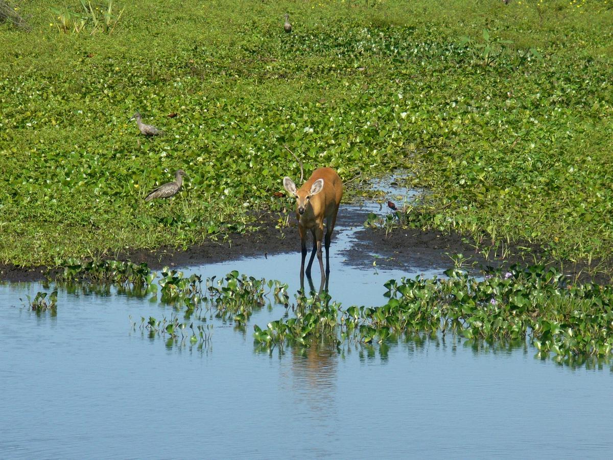 Sao Joao - Estrada Parque Pantanal * Passo do Lontra